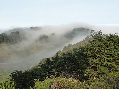 a blanket of fog is enveloping the ridge of Claremont Canyon. the trees are still visible and lush green