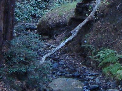 a creek bed through Leona Canyon with rounded dark stones