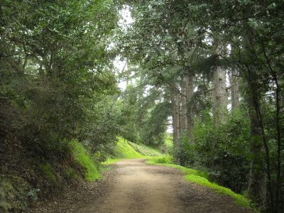 a tree lined trail through strawberry canyon. the leaves are dark green and the grass alongside the wide path is bright green
